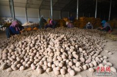 “中国薯都”定西马铃薯薯种选种